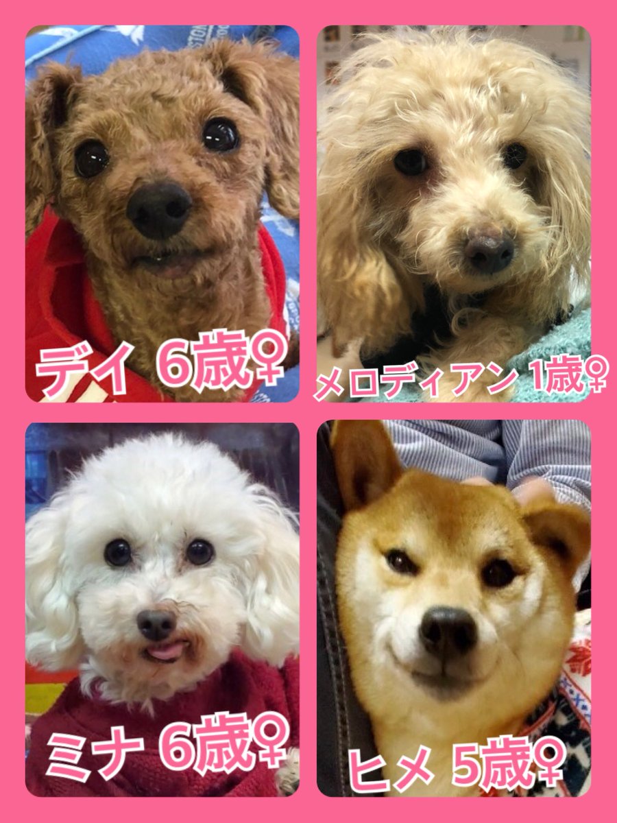 🐾今日の里親様募集中ワンコ🐶メンバーです🐾2020,2,13